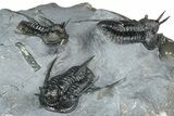 Impressive Cyphaspis Trilobite Cluster - Mrakib, Morocco #365711-3